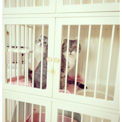 楽天市場】ペットケージ 猫ケージ 猫トイレ付 トイレ一体型