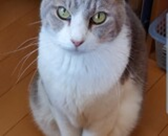 「m3」さんのオーダー　ワンちゃん猫ちゃんミラー 4枚目の画像