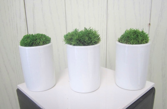 お世話のいらない苔盆栽　ピックなし 1枚目の画像