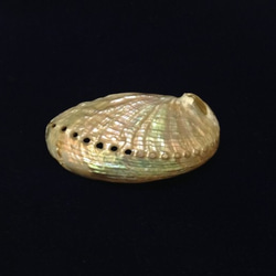 貝殻のペンダントトップ 1枚目の画像