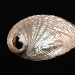 貝殻のペンダントトップ 5枚目の画像