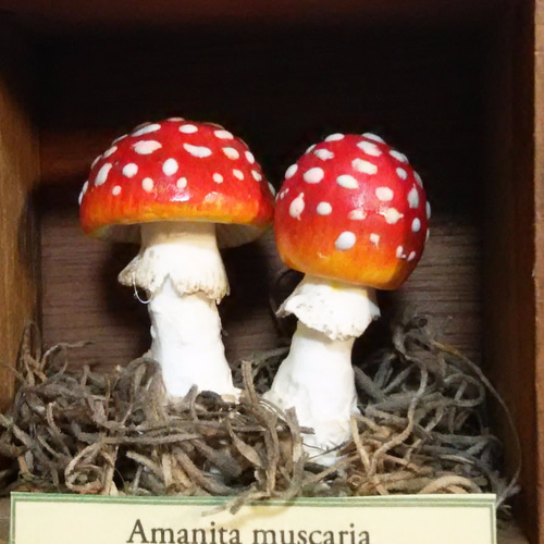 リアルきのこ壁掛け -1＞ その他インテリア雑貨 Mommy's Closet 通販