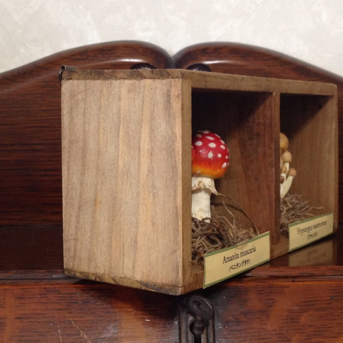 リアルきのこ壁掛け -1＞ その他インテリア雑貨 Mommy's Closet 通販