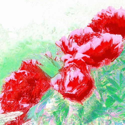 紅牡丹⭐ 紅牡丹 サイズ297mm × 420mm（作品のみ） その他アート ururu 通販