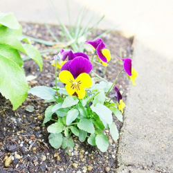 【 糸のbouquet 】Viola in the Jasper's garden 樹脂ノンホールイヤリング(ピアス) 7枚目の画像