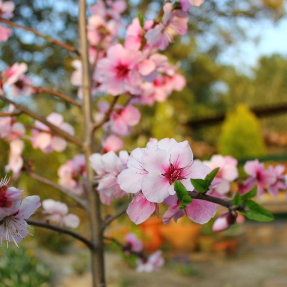 【 糸のbouquet 】Almond in the Jasper's garden　アーモンドの花イヤリング 10枚目の画像