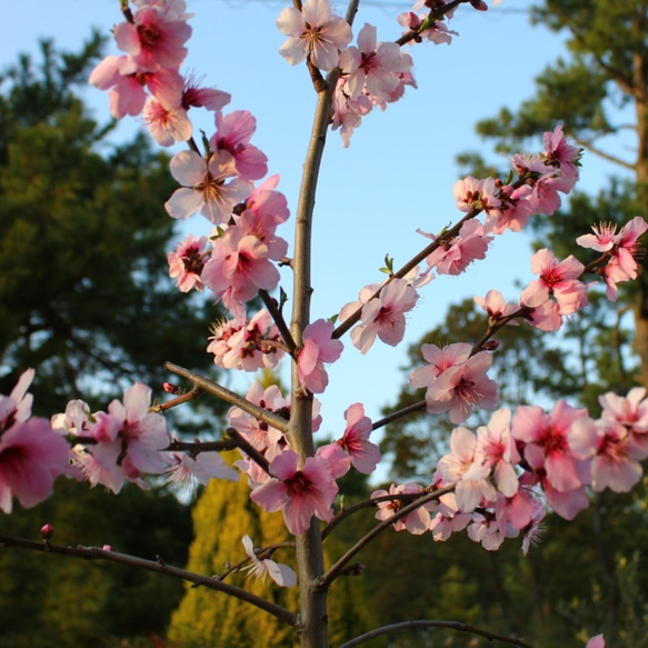 【 糸のbouquet 】Almond in the Jasper's garden　連なり咲きアーモンドの花イヤリング 10枚目の画像