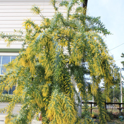 【 糸のbouquet 】Mimosa in the Jasper's garden　ミモザの小枝アシメイヤリング 8枚目の画像