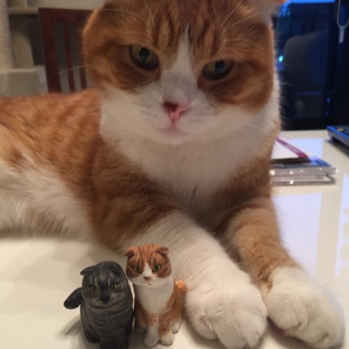 ☆うちの子オーダーメイド☆愛猫のフィギュアをつくります☆粘土 