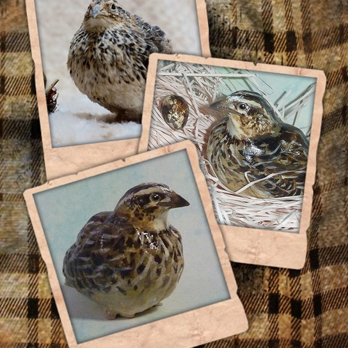 うちの子オーダーメイド☆あなたのペットの鳥さんのフィギュア
