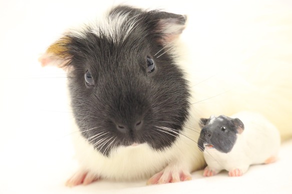 うちの子オーダーメイド★小動物（哺乳類）のフィギュアつくります★