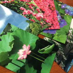 ポストカード( 開花 ) 6枚セット 光沢仕上げ 1枚目の画像