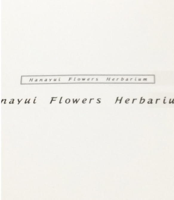 ハーバリウム～植物標本～3本セット 5枚目の画像