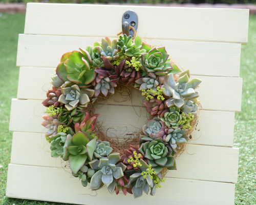 タレパンダです。フラワーリース(春からずっとです) タレパンダです。フラワーリース(春からずっとです) タレパンダ