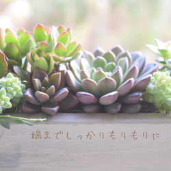 【古さ感じるカッコいい寄せ植え】ヴィンテージロング〜形•色合い楽しむ多肉の花壇〜 4枚目の画像