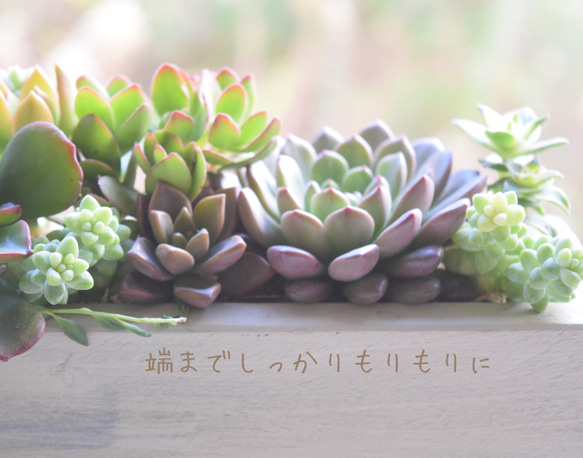 【古さ感じるカッコいい寄せ植え】ヴィンテージロング〜形•色合い楽しむ多肉の花壇〜 4枚目の画像