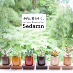 ちょこんと飾れる緑のインテリア✨ウッドキューブSmall(小)6色+下皿6材種セット 1枚目の画像
