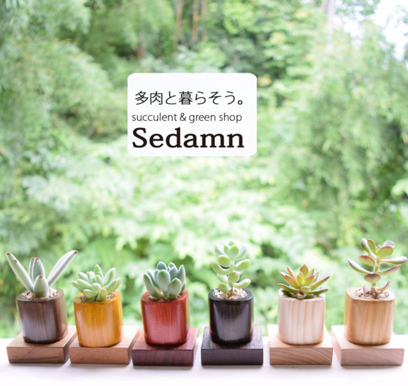 ちょこんと飾れる緑のインテリア✨ウッドキューブSmall(小)6色+下皿6材種セット 1枚目の画像
