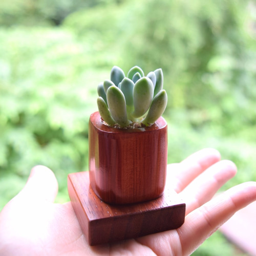 ちょこんと飾れる緑のインテリア✨ウッドキューブSmall(小)6色+下皿6材  
