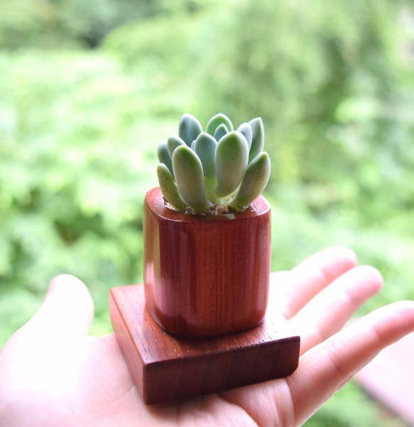 ちょこんと飾れる緑のインテリア✨ウッドキューブSmall(小)6色+下皿6材種セット 3枚目の画像