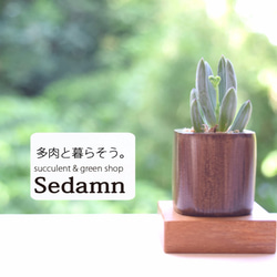 ちょこんと飾れる緑のインテリア✨ウッドキューブSmall(小)6色+下皿6材種セット 6枚目の画像