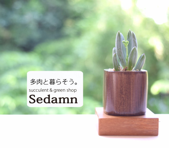 ちょこんと飾れる緑のインテリア✨ウッドキューブSmall(小)6色+下皿6材種セット 6枚目の画像