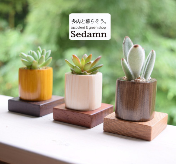 ちょこんと飾れる緑のインテリア✨ウッドキューブSmall(小)6色+下皿6材種セット 7枚目の画像