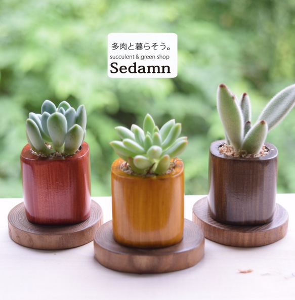 ちょこんと飾れる緑のインテリア✨ウッドキューブSmall(小)6色+下皿6材種セット 9枚目の画像
