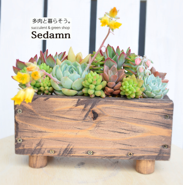 鮮やかに色づく多肉の花壇】長方形のヴィンテージタイプの器にパズルの