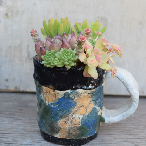 完売」笠間焼人気作家 阿部誠さんと多肉コラボ マグカップ 多肉植物