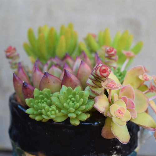 完売」笠間焼人気作家 阿部誠さんと多肉コラボ マグカップ 多肉植物