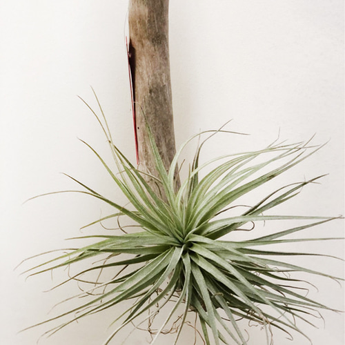 送料無料】 エアプランツ チランジア ヒューストン コットンキャンディ