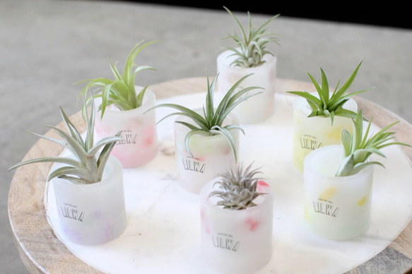 キャンドルホルダー　エアプランツホルダー　ティーライトキャンドル　ウッドレジン エアプランツ（ミニ ティランジア）付き キャンドルポット 名