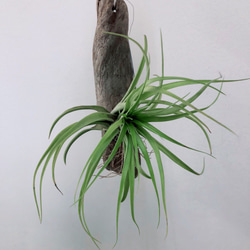 エアープランツ　ティランジア　ブラキカウロス　アブディダ　T-0002 流木着生　観葉植物　 3枚目の画像