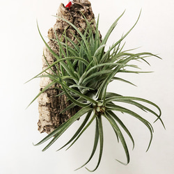【送料無料】着生インテリア　エアプランツ　ティランジア　ハイブリッド　ビクトリア　コルク着生　チランジア　観葉植物　T7 3枚目の画像