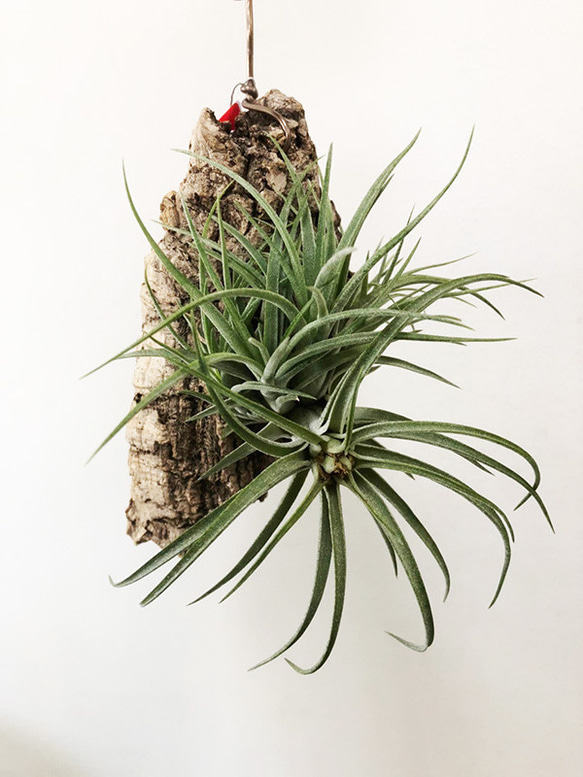 【送料無料】着生インテリア　エアプランツ　ティランジア　ハイブリッド　ビクトリア　コルク着生　チランジア　観葉植物　T7 3枚目の画像