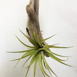 【送料無料】エアプランツ　ティランジア　カピタータ　T5　 流木着生　観葉植物　 1枚目の画像