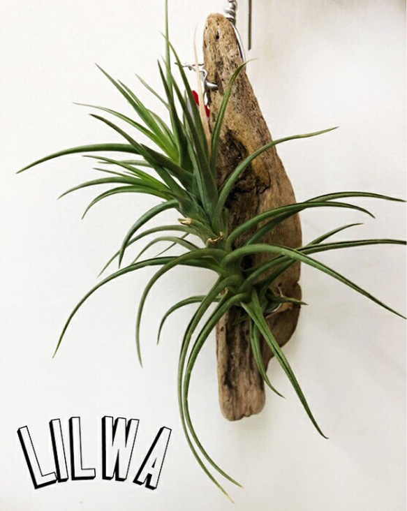 送料無料】 エアプランツ ティランジア アエラントス ハイブリッド t13