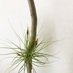 【送料無料】 エアプランツ　シーディアナミノール　t32　流木着生 　流木インテリア　観葉植物 1枚目の画像