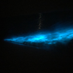 ゆう様専用　インテリアパネル 夜光虫　瑠璃色の海の  立てかけパネル39×25 9枚目の画像