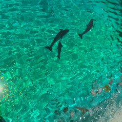 ゆみ様専用　ホワイトビーチ　エメラルドグリーンの海イルカの親子　ガラスサイドテーブル丸 〜Minamo〜 5枚目の画像