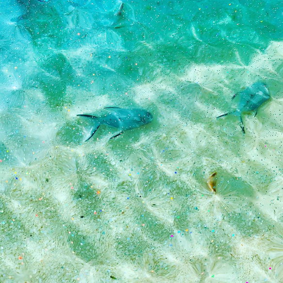 新作！センターテーブル  モルジブの海 ハウスリーフ  コバンアジ 波紋 水面 水中 2枚目の画像
