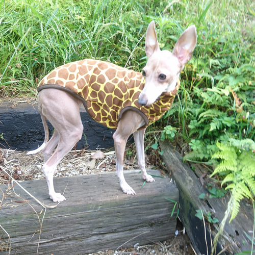 モスグリーンのロンパース イタグレ服 犬服 ハンドメイド