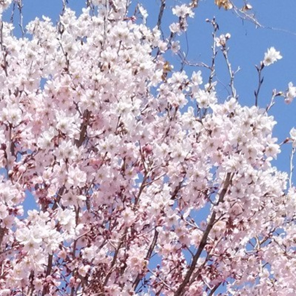 瀬戸の花はちみつ「桜」「蜜柑」「百花」小瓶セット160g×3 2枚目の画像
