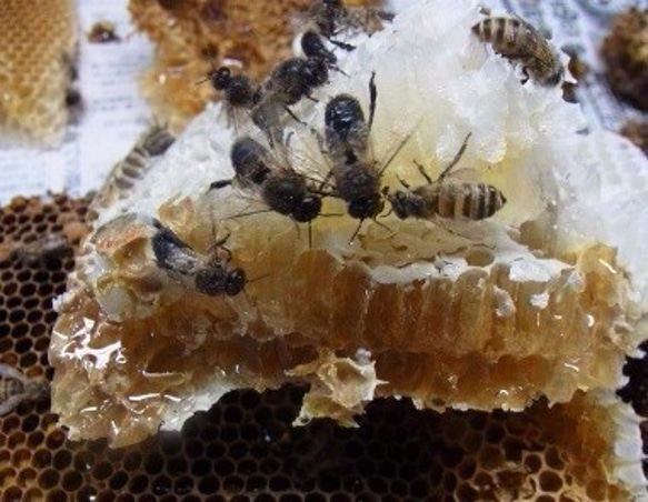 日本ミツバチの巣蜜（すみつ）110g 3枚目の画像