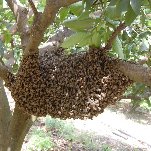 『日本ミツバチの垂れ蜜』と「西洋生はちみつ」セット 3枚目の画像