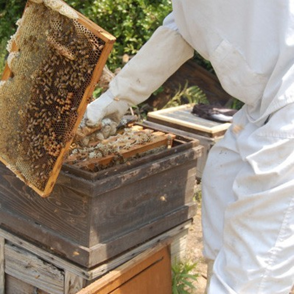 『日本ミツバチの垂れ蜜』と「西洋生はちみつ」セット 6枚目の画像