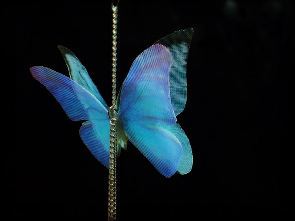 ～ Papilionoidea【Ales】～ 5枚目の画像