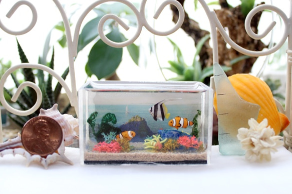 小丑anemonefish微型水族館/寶物箱水 第1張的照片