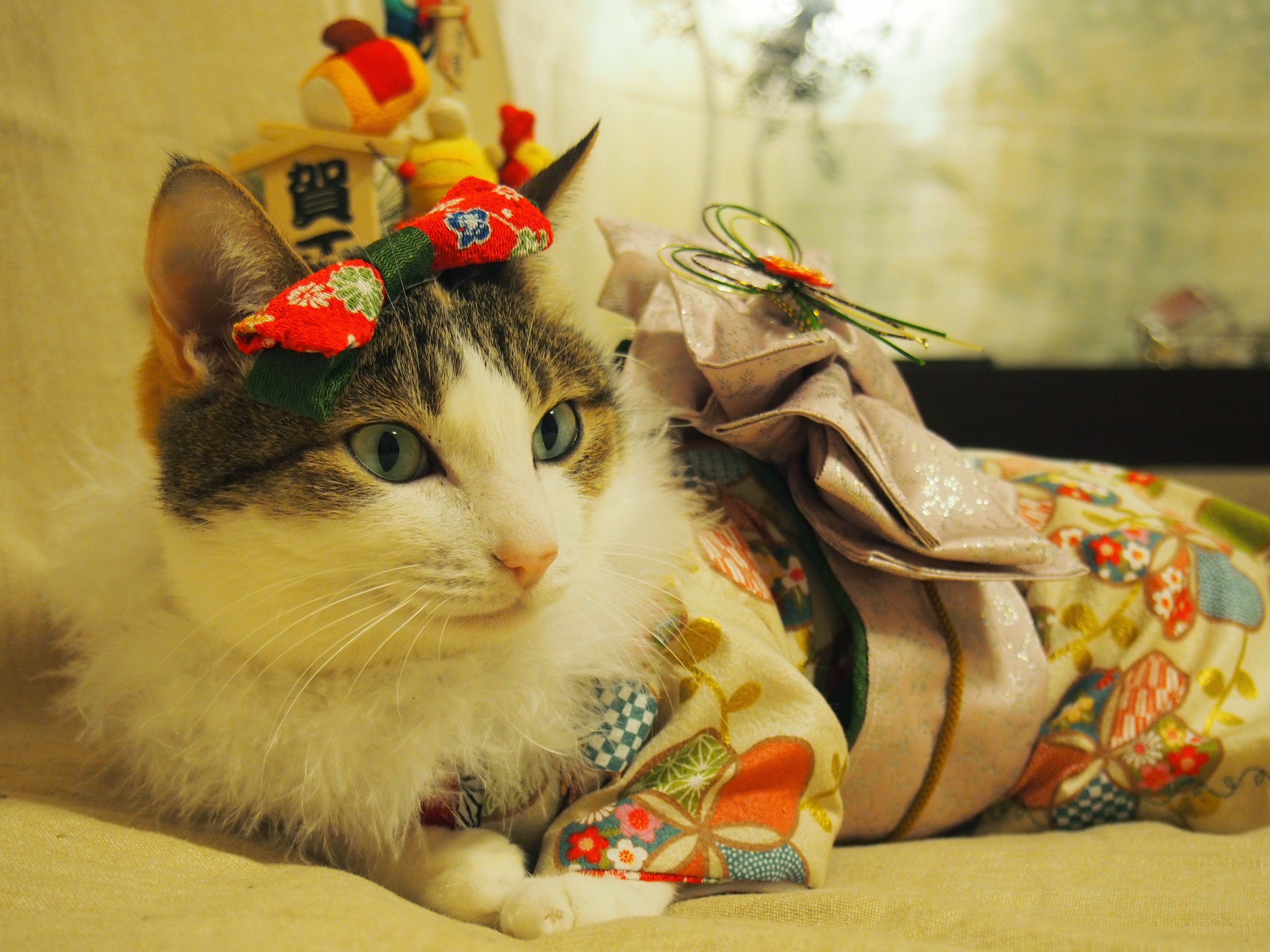 にゃんこ用お着物